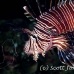 lionfish_common_nus_h_0705_png1912.jpg